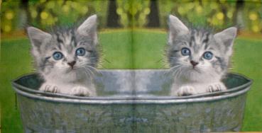045 Katzen - 3-lagig - ppd - Shutterstock